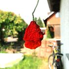 Klatschmohn