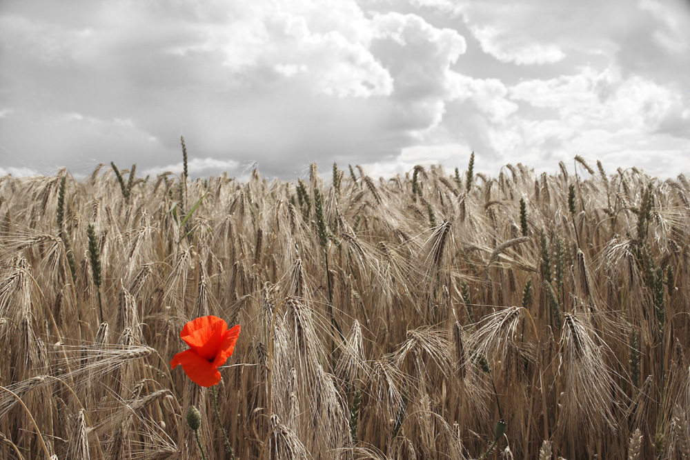 Klatschmohn