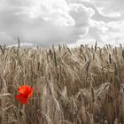 Klatschmohn