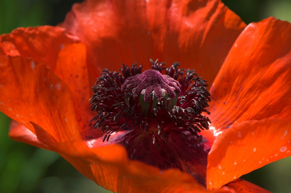 Klatschmohn