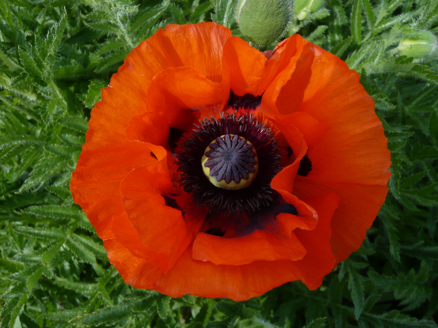 Klatschmohn