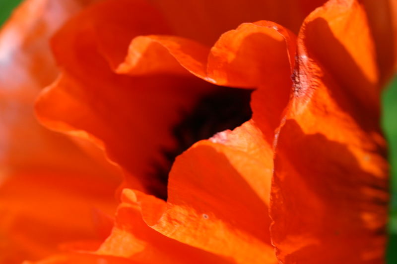 Klatschmohn