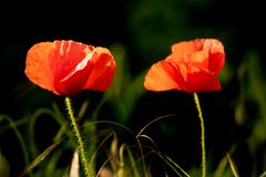 Klatschmohn