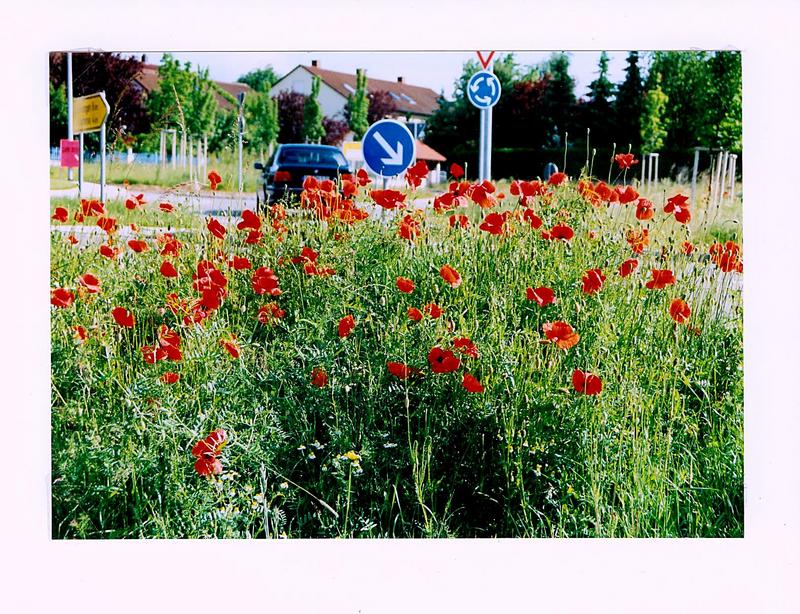 Klatschmohn