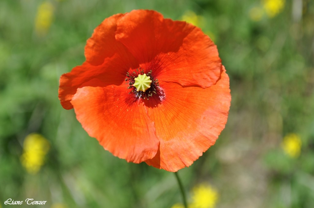 Klatschmohn