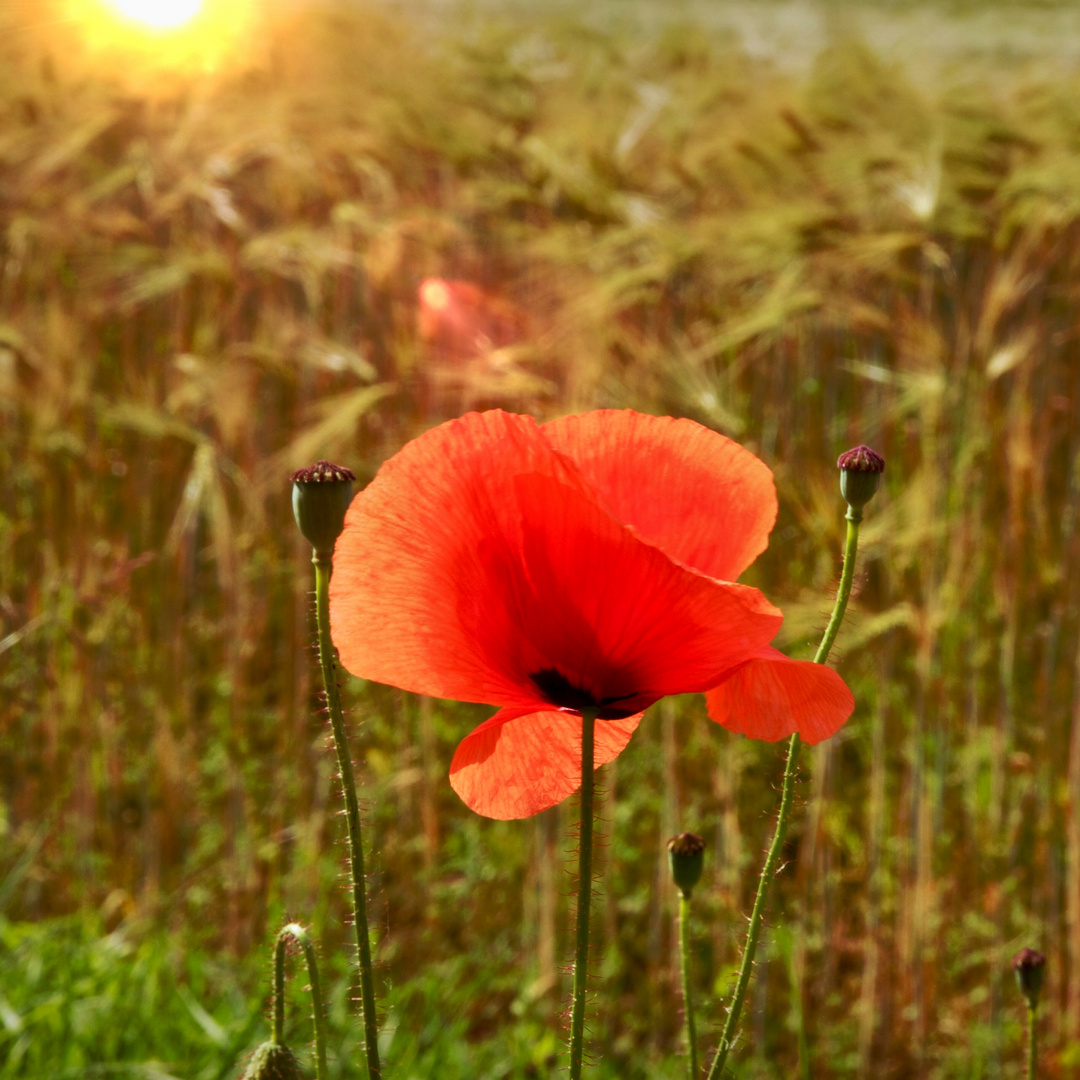 Klatschmohn