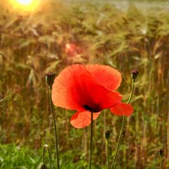 Klatschmohn