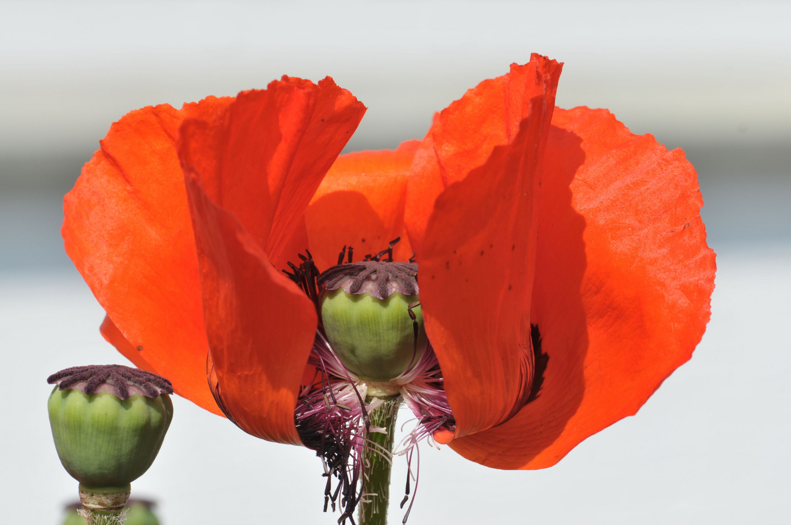 Klatschmohn