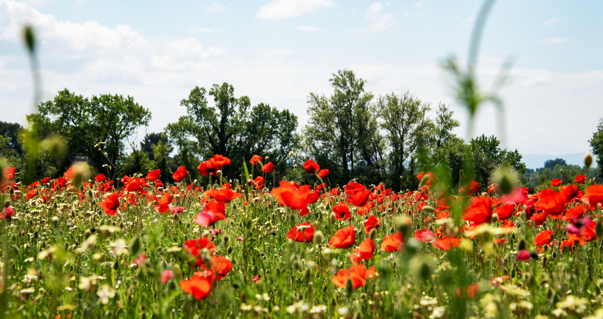 Klatschmohn