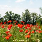 Klatschmohn