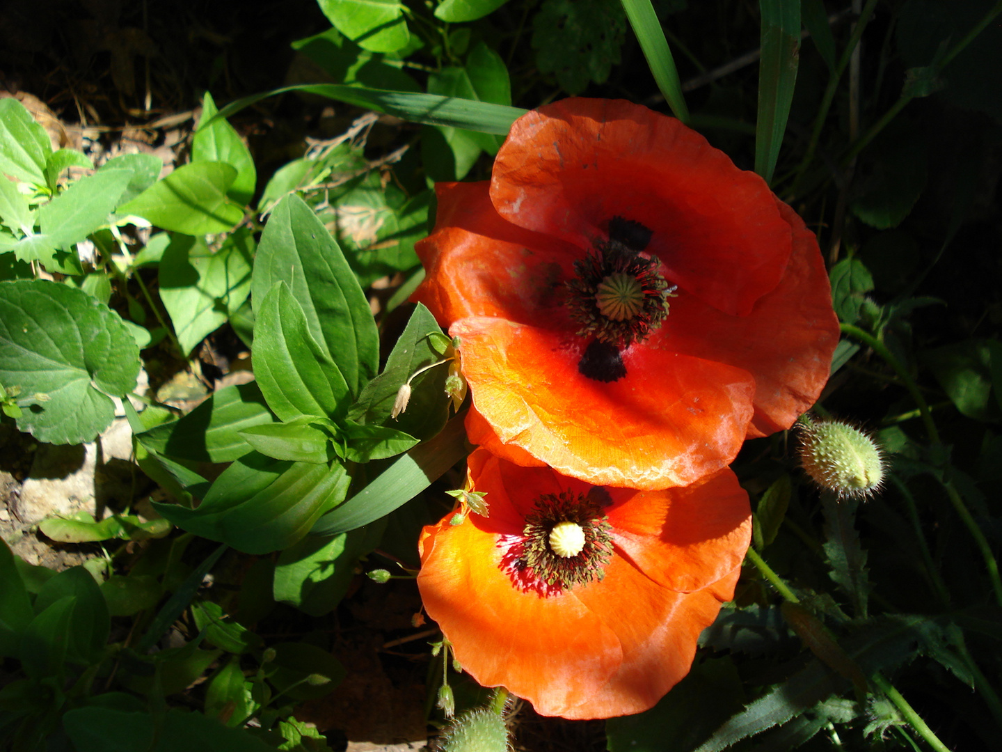 klatschmohn