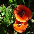 klatschmohn