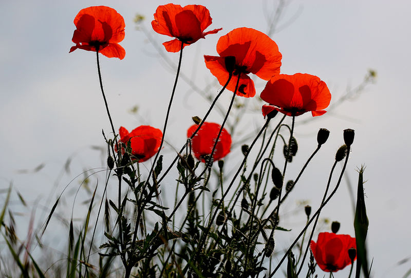 Klatschmohn von Stefan Nagy