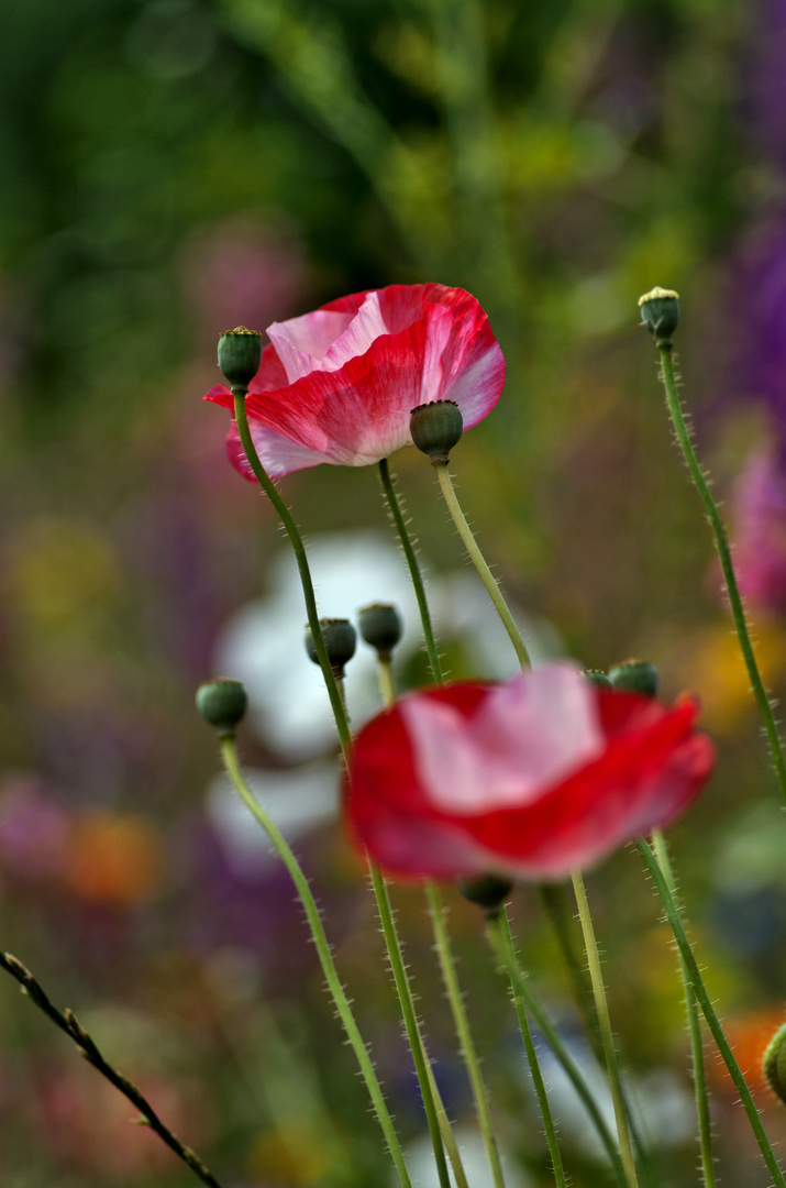 Klatschmohn 5