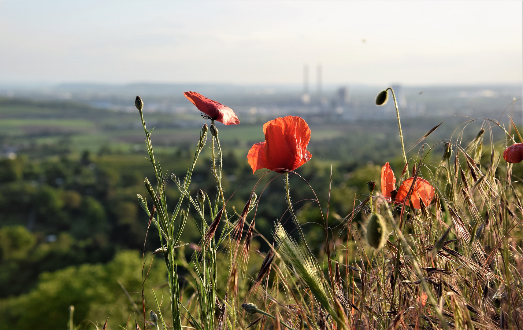 Klatschmohn