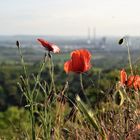 Klatschmohn