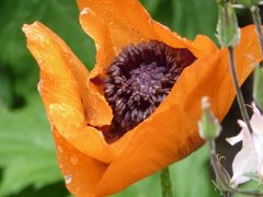 Klatschmohn