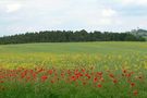 Klatschmohn von cornelie 