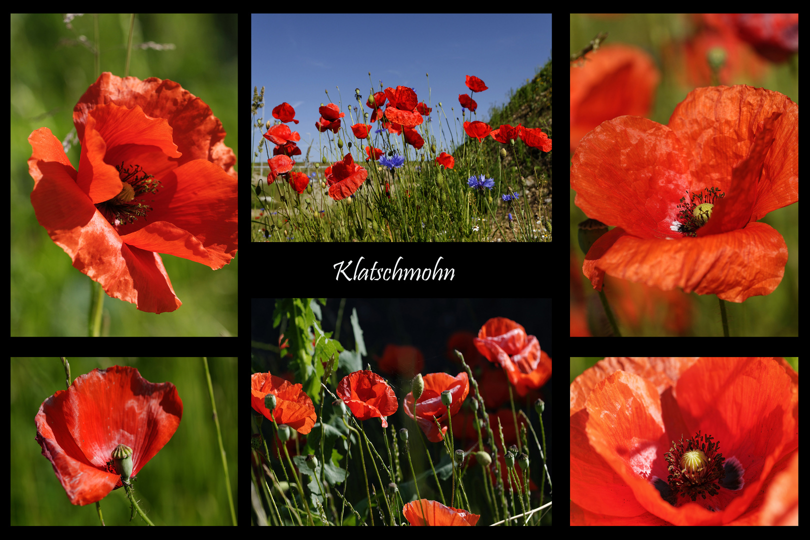 Klatschmohn