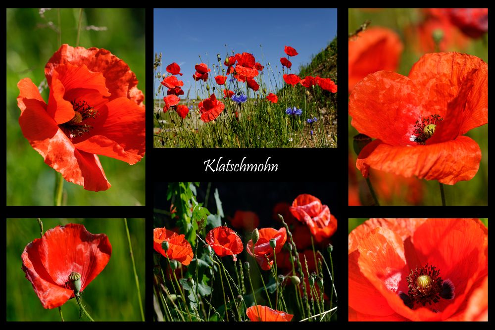 Klatschmohn