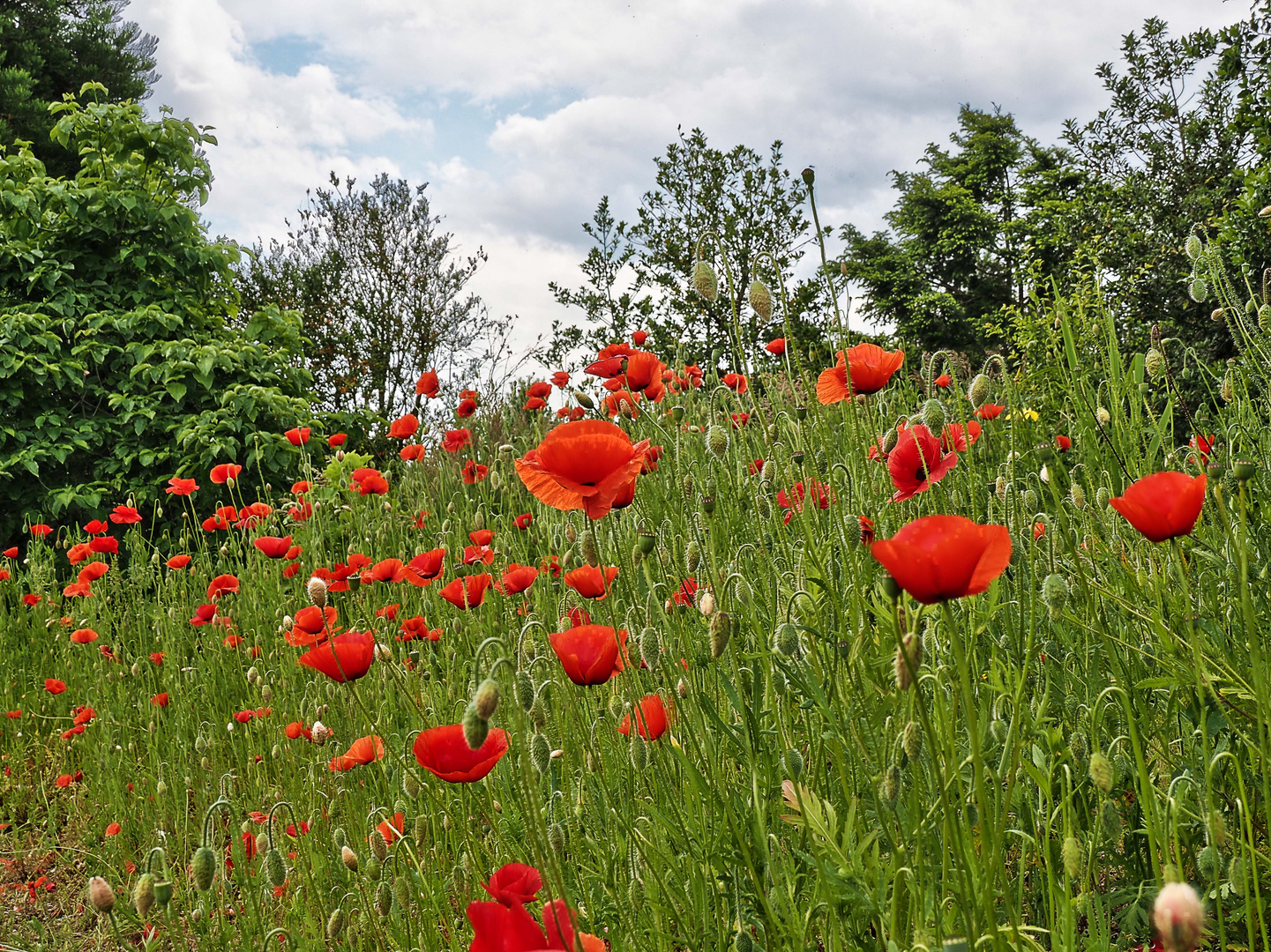 Klatschmohn