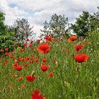 Klatschmohn