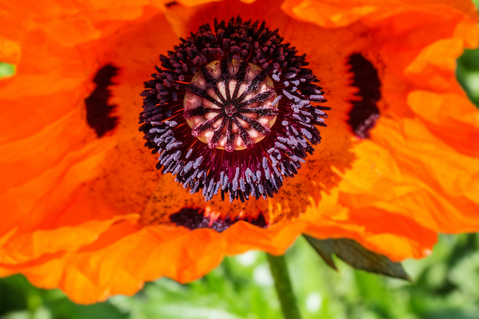 Klatsch_Mohn