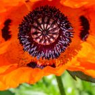 Klatsch_Mohn