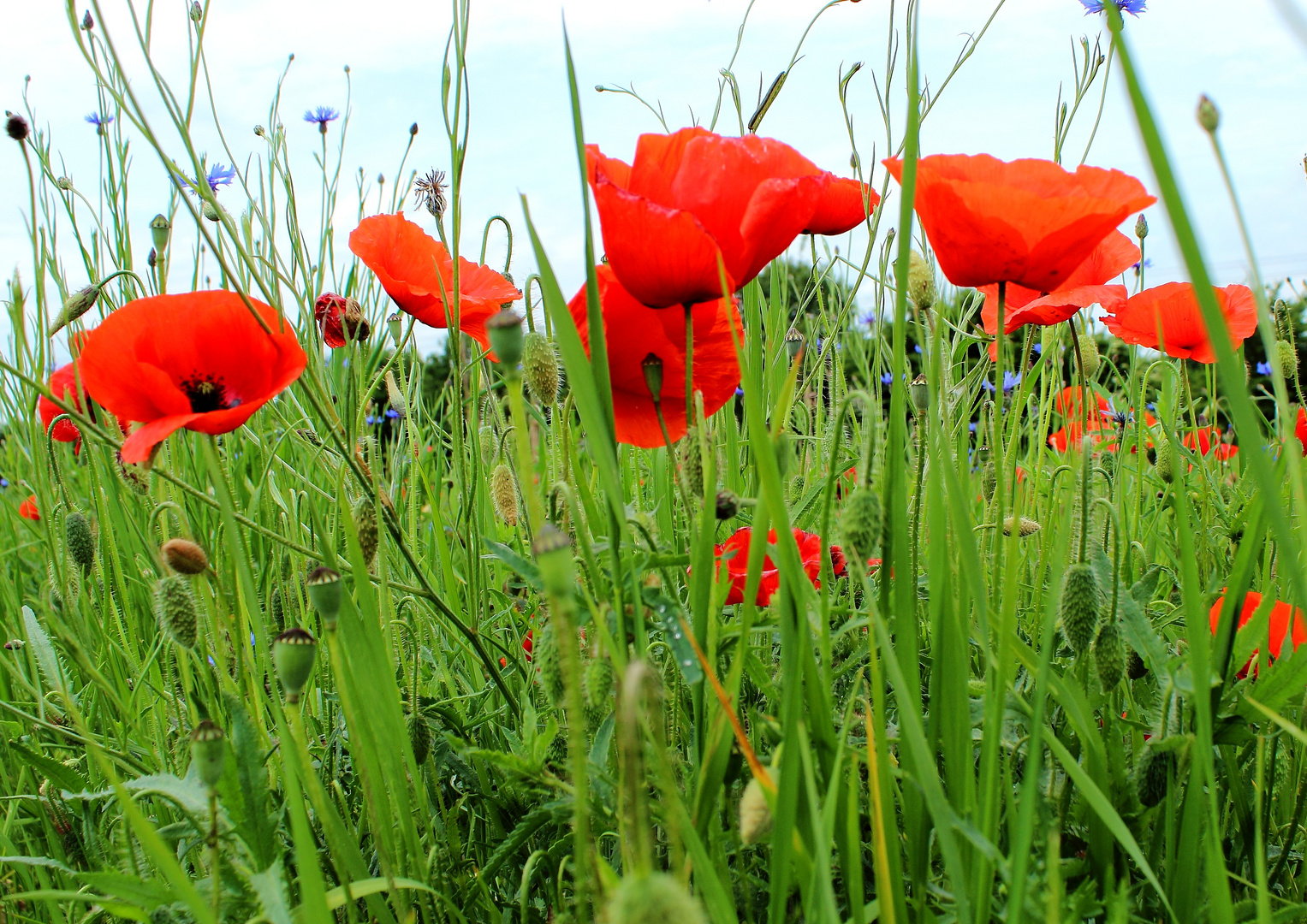 Klatschmohn