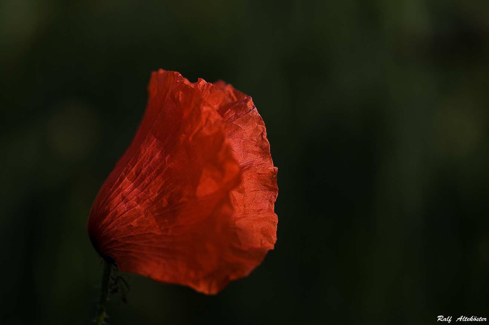 Klatschmohn