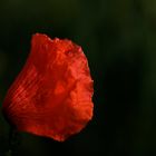 Klatschmohn