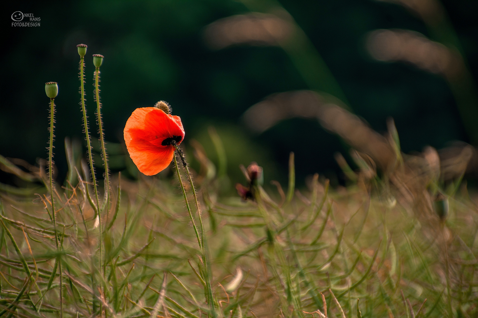 Klatschmohn