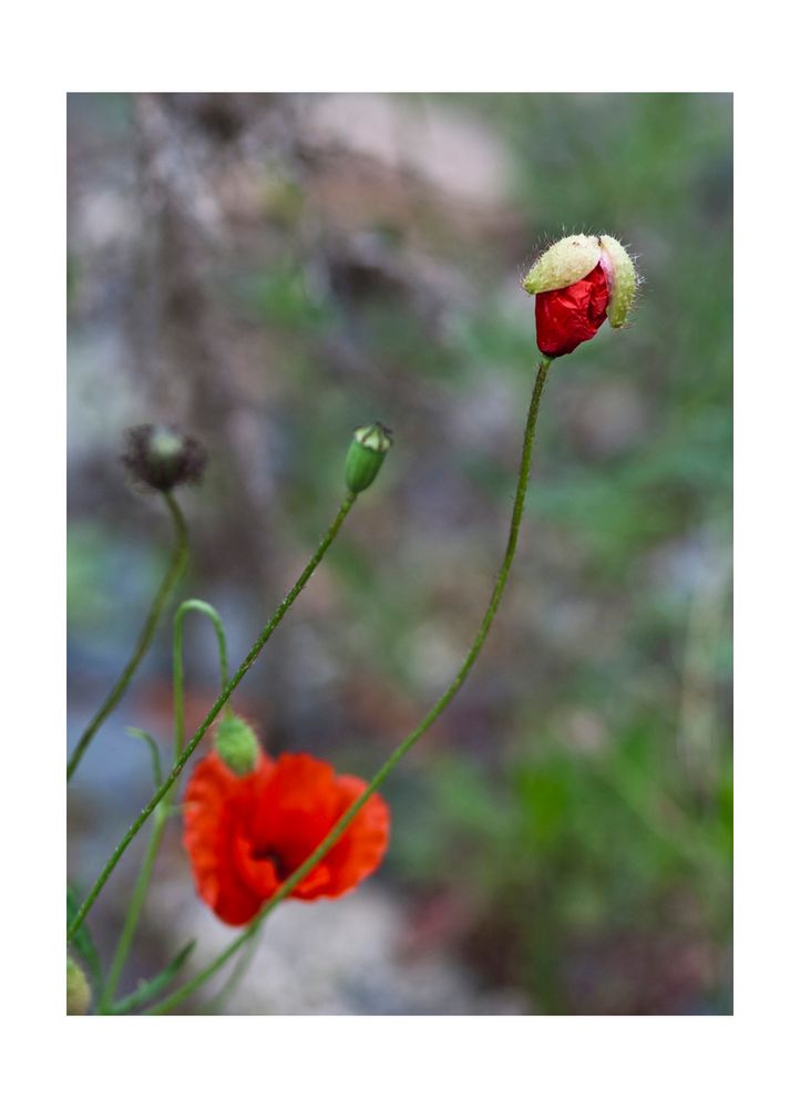 Klatschmohn