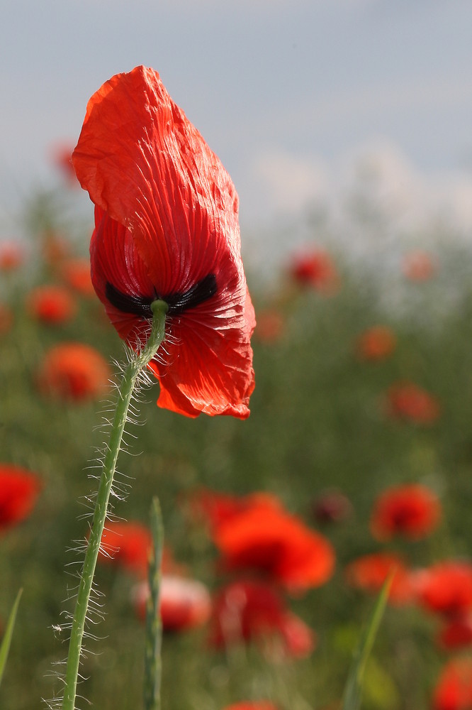 Klatschmohn