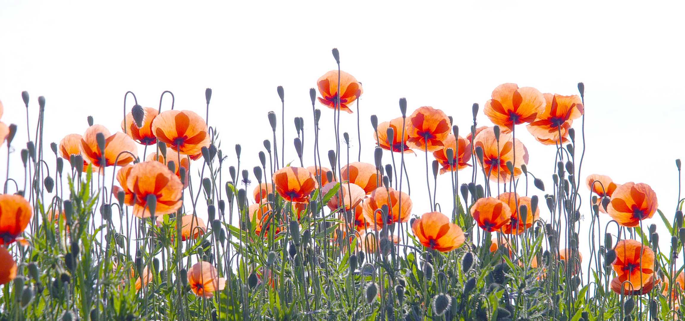 Klatschmohn