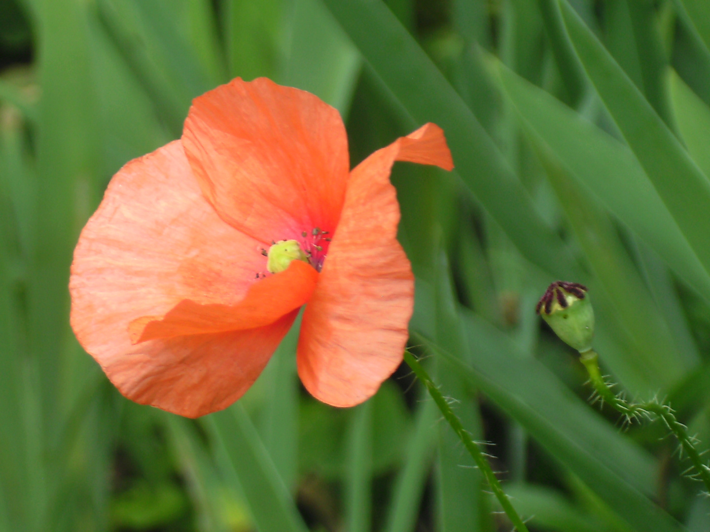 ...Klatschmohn...