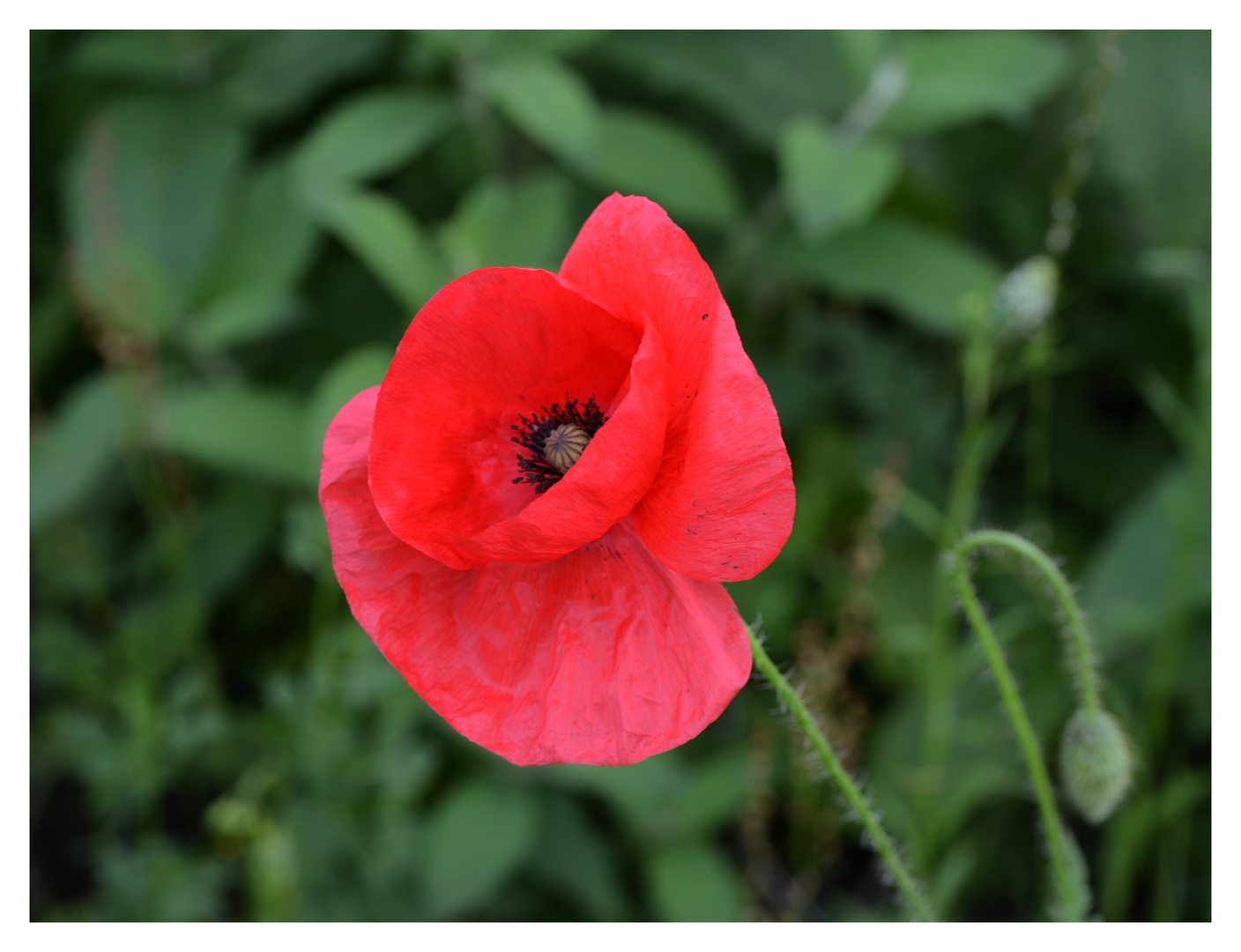 Klatschmohn.....