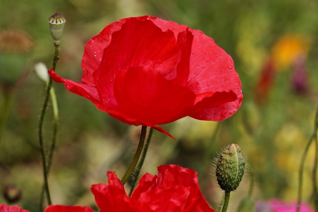 Klatschmohn