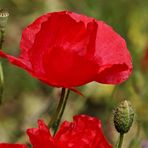 Klatschmohn