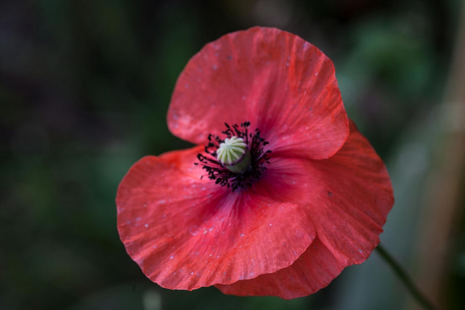 klatschmohn