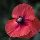 klatschmohn