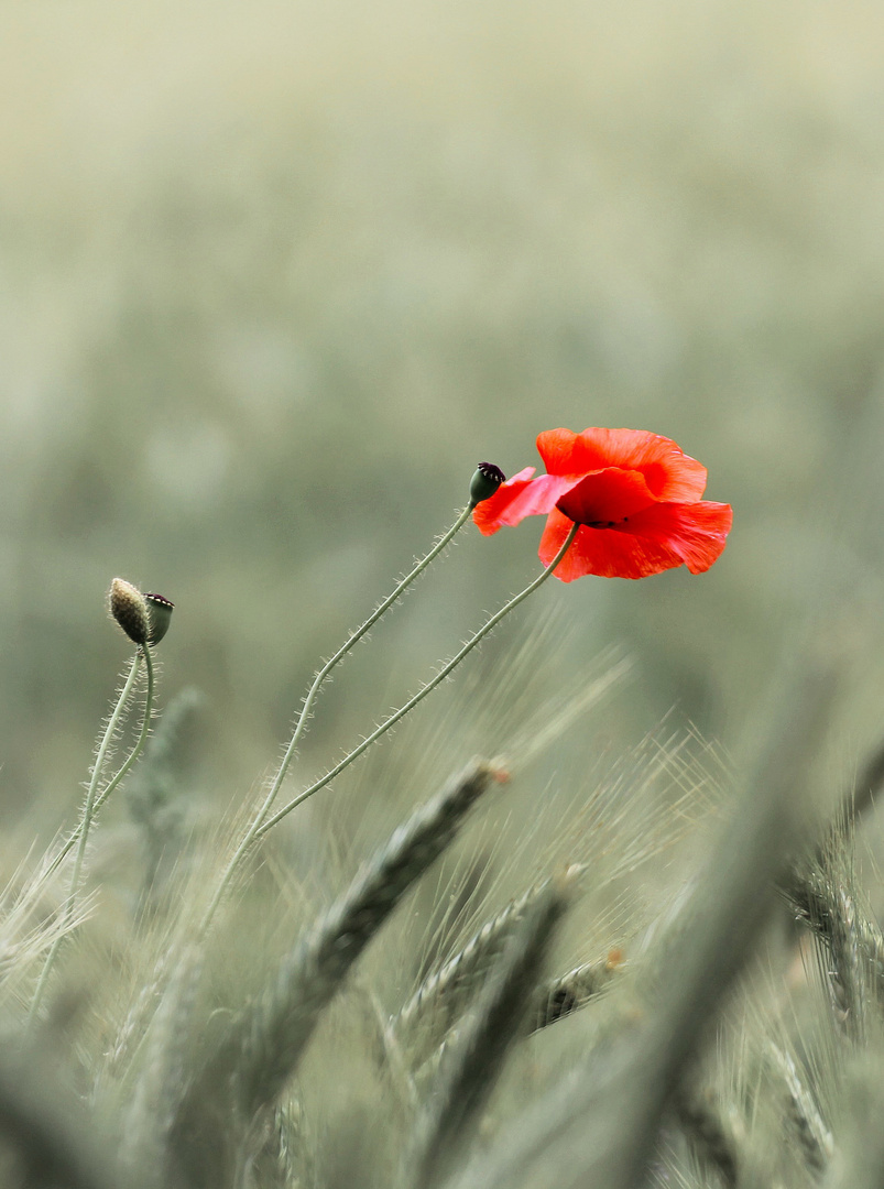 Klatschmohn