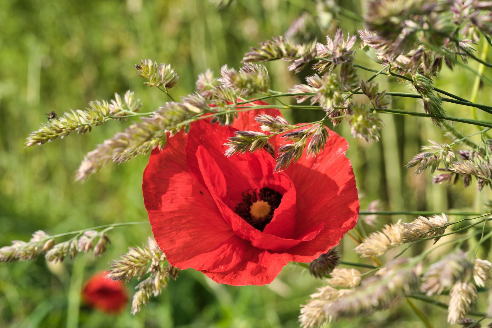 Klatschmohn