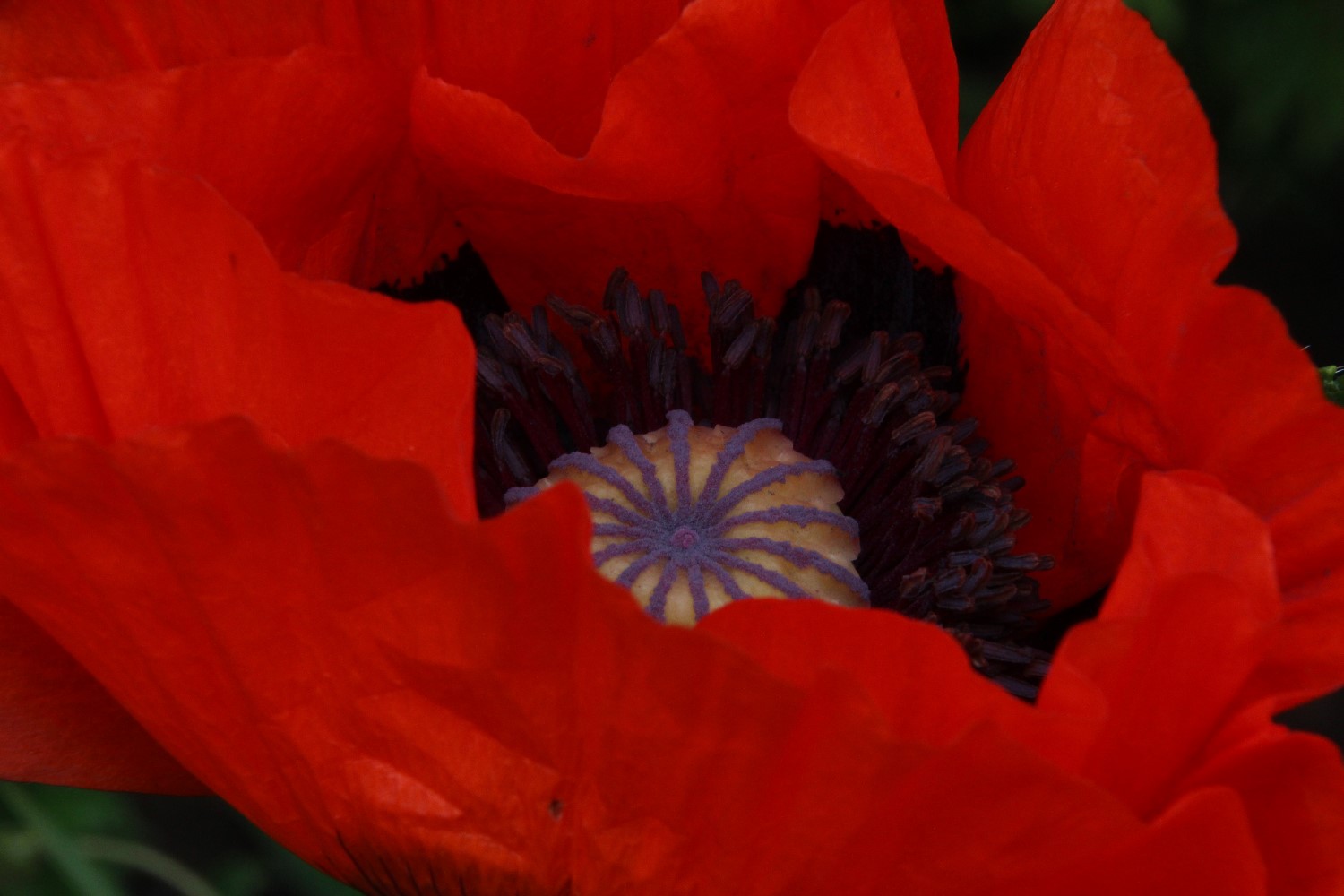 Klatschmohn