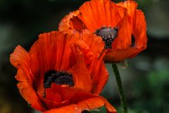 Klatschmohn