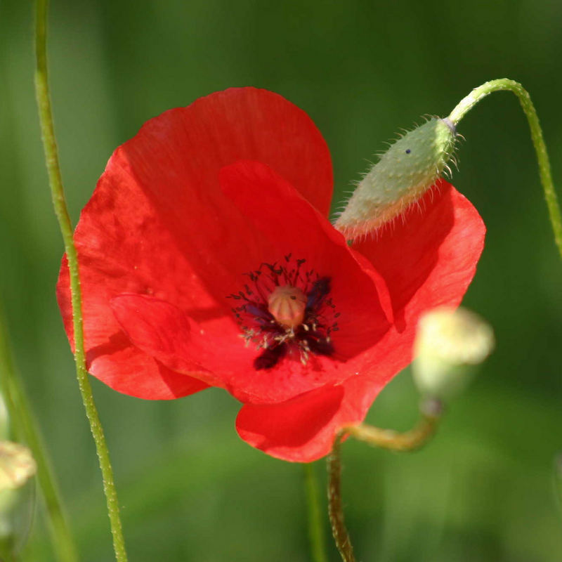 Klatschmohn