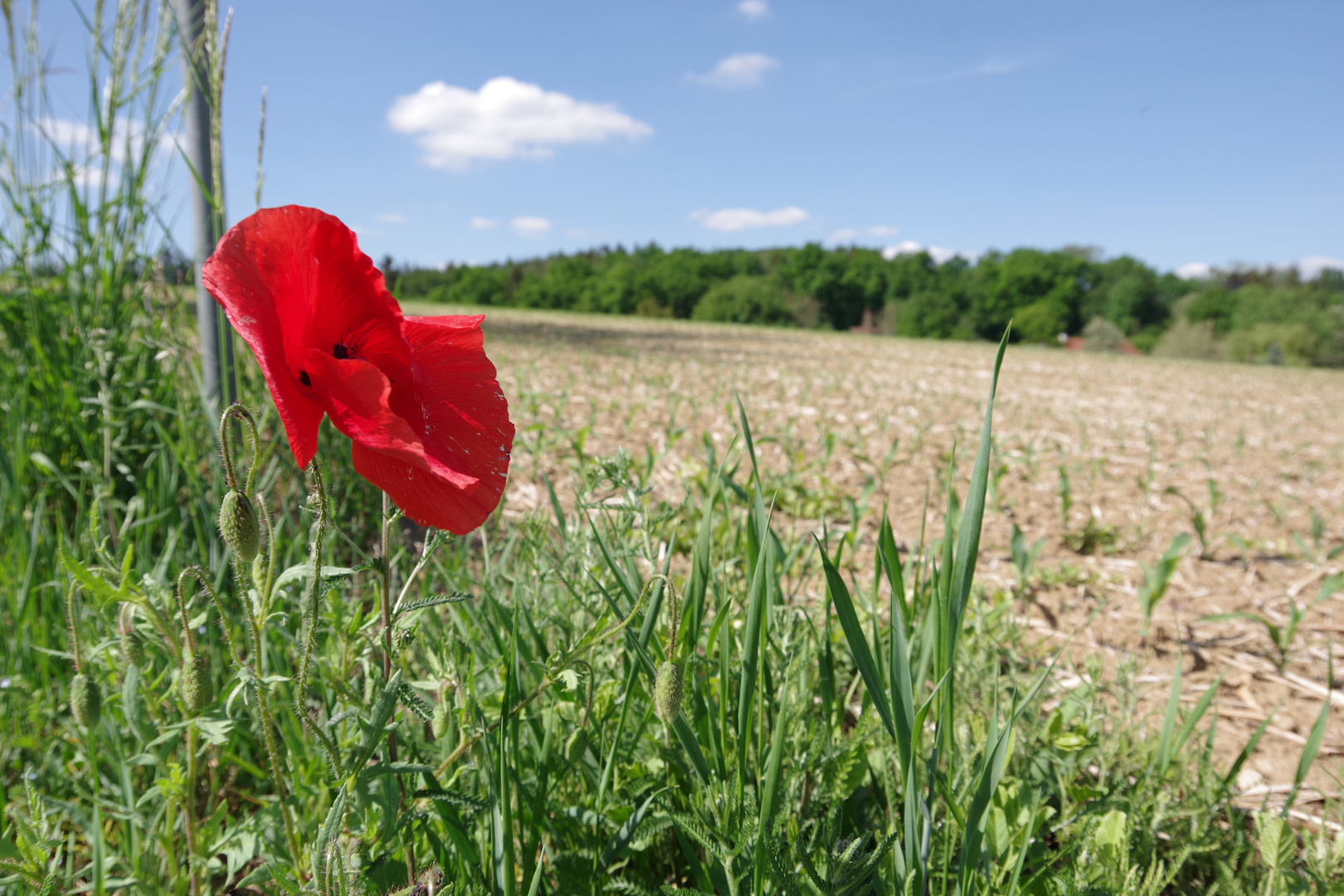 Klatschmohn