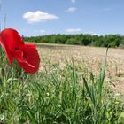 Klatschmohn