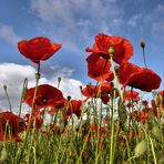 Klatschmohn......................