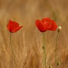 Klatschmohn